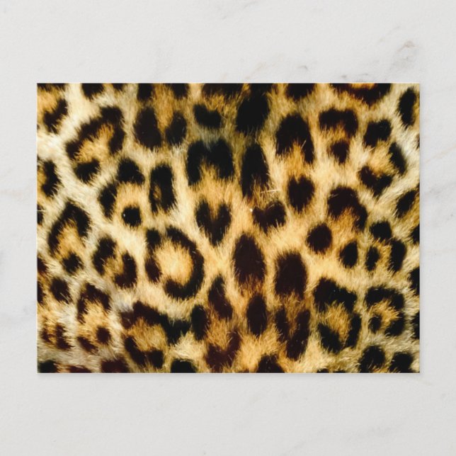 Leopard print postcard (Front)