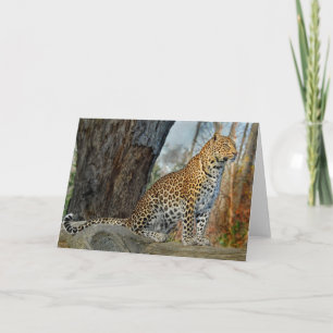 Leopard Profile Card