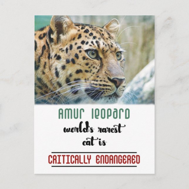 Leopard Protect the Wildlife quote Postcard (Front)