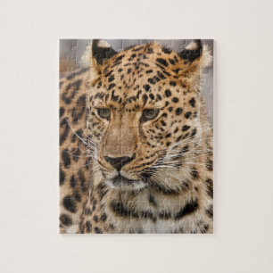 Leopard Puzzle