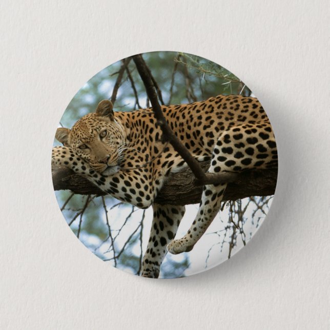 Leopard Resting in Tree 6 Cm Round Badge (Front)