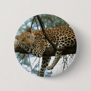 Leopard Resting in Tree 6 Cm Round Badge