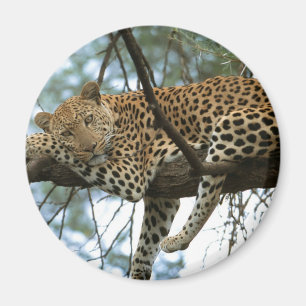 Leopard Resting in Tree Magnet