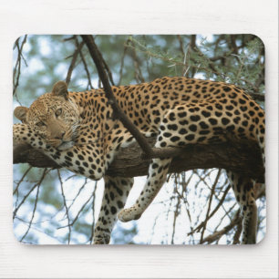 Leopard Resting in Tree Mouse Pad