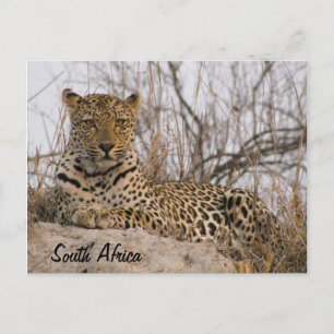 Leopard resting on a mound postcard