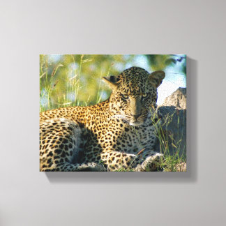 leopard resting panthera pardus Kruger Canvas Print