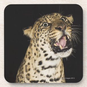 Leopard roaring coaster