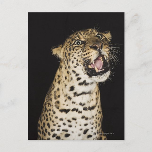 Leopard roaring postcard (Front)