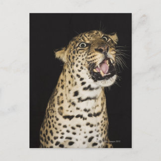 Leopard roaring postcard