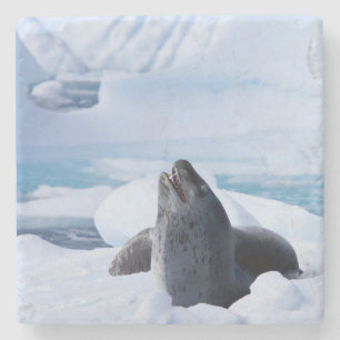 Leopard Seal Stone Coaster