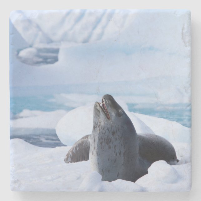 Leopard Seal Stone Coaster (Front)
