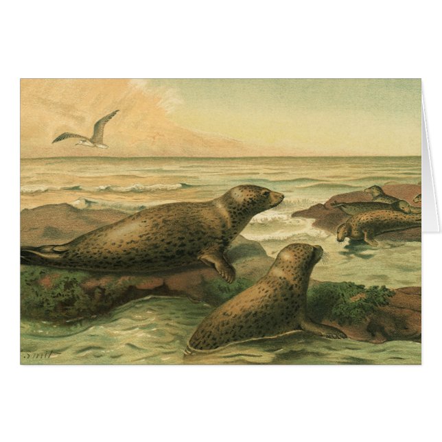 Leopard Seals, Vintage Aquatic Animals Marine Life (Front Horizontal)