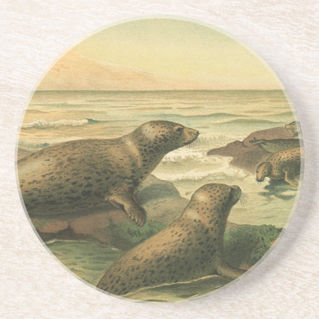 Leopard Seals, Vintage Aquatic Animals Marine Life Coaster (Front)