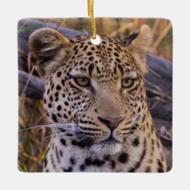Leopard sitting, Botswana, Africa Ceramic Ornament (Front)