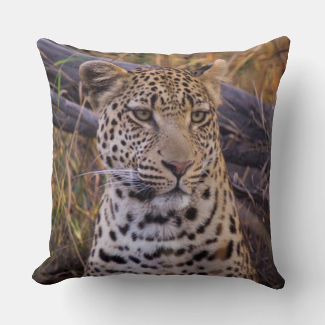 Leopard sitting, Botswana, Africa Cushion (Front)