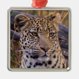 Leopard sitting, Botswana, Africa Metal Tree Decoration