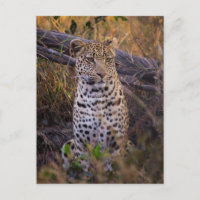 Leopard sitting, Botswana, Africa