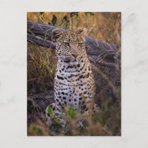 Leopard sitting, Botswana, Africa Postcard