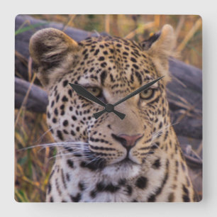 Leopard sitting, Botswana, Africa Square Wall Clock