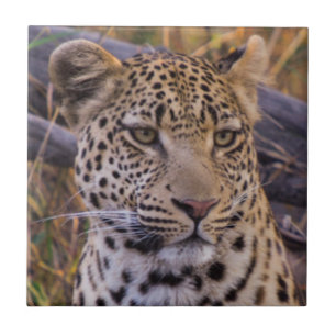 Leopard sitting, Botswana, Africa Tile