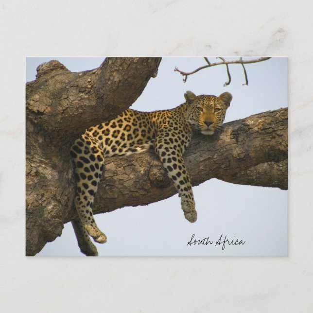 Leopard sitting in a tree postcard (Front)