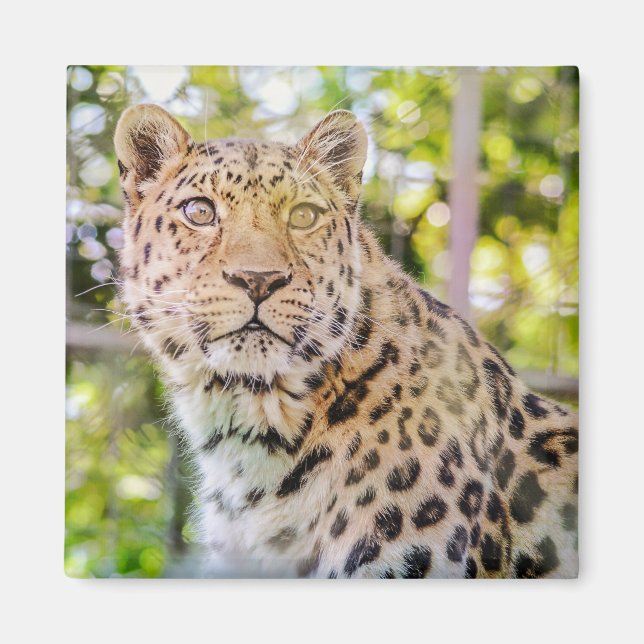 Leopard Sitting Photograph Magnet (Front)