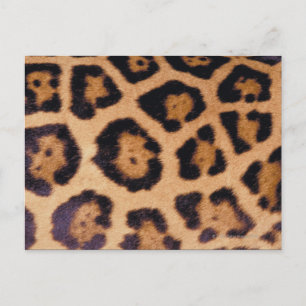 Leopard skin postcard