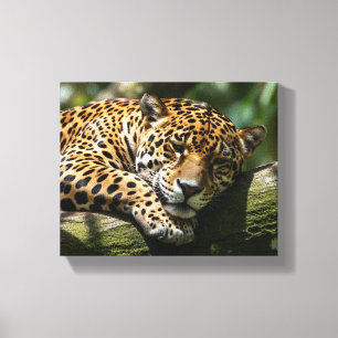 leopard sleeping canvas wall art