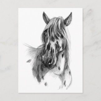 Leopard spotted Horse sk127 Postcard
