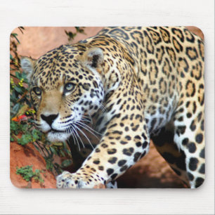 Leopard Stalking Macro Mouse Pad