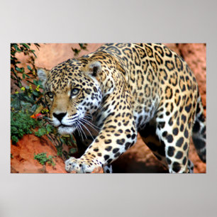 Leopard Stalking Macro Poster