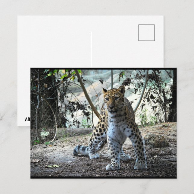 Leopard Stance Portrait Postcard (Front/Back)