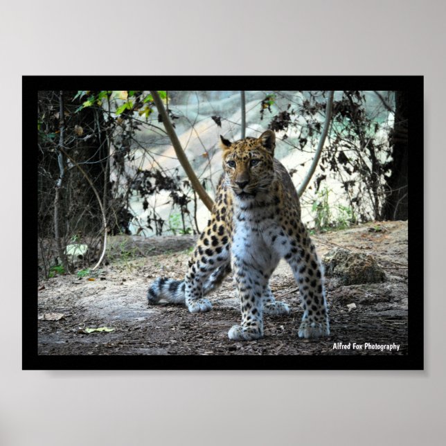 Leopard Stance Portrait Poster (Front)