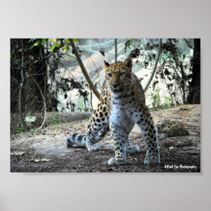 Leopard Stance Portrait Poster