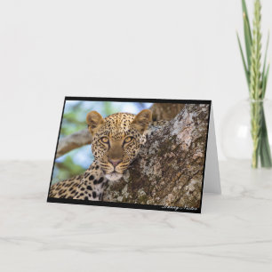 Leopard Stare Card
