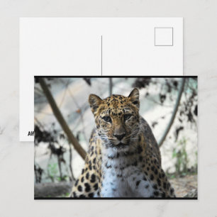 Leopard Stare Postcard