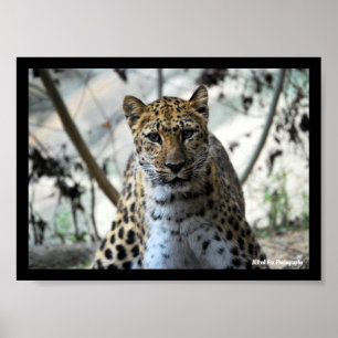 Leopard Stare Poster