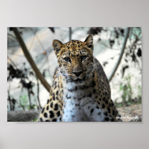 Leopard Stare Poster