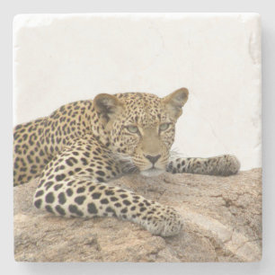Leopard Stone Coaster