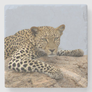 Leopard Stone Coaster (blue background)