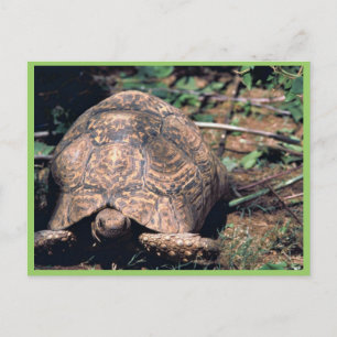 Leopard tortoise postcard