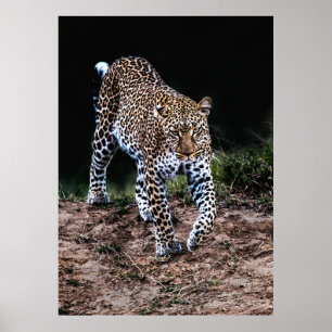 LEOPARD WALKING IN WILD POSTER