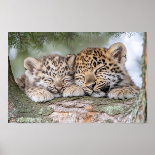 Leopard Wild Animal Relaxing Natural Environment Poster