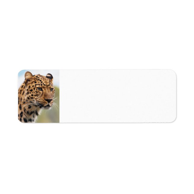 Leopard Wild Cats (Front)
