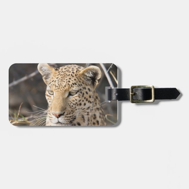 Leopard wildlife photography Africa Safari animal Luggage Tag (Front Horizontal)