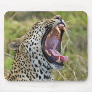 Leopard yawning, Greater Kruger National Park, 2 Mouse Pad