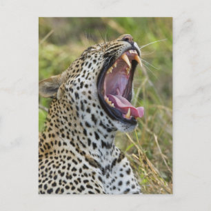 Leopard yawning, Greater Kruger National Park, 2 Postcard