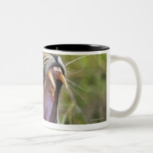 Leopard yawning, Greater Kruger National Park, 2 Two-Tone Coffee Mug