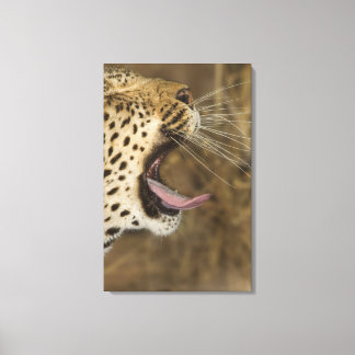Leopard yawning, Greater Kruger National Park, Canvas Print