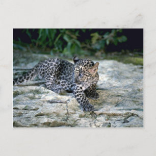 Leopard-young cub postcard